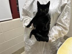 Shelter Stray Female Cat last seen Near BLOCK N ACADEMY BLVD, COLORADO SPRINGS CO 80909, 610 Abbot Ln, Colorado Springs, CO 80905, USA