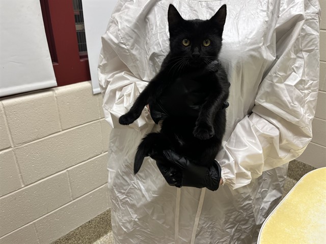 Shelter Stray Female Cat last seen Near BLOCK N ACADEMY BLVD, COLORADO SPRINGS CO 80909, 610 Abbot Ln, Colorado Springs, CO 80905, USA