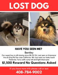 Lost Male Dog last seen Kammerer Ave & King Road, San Jose, CA 95116