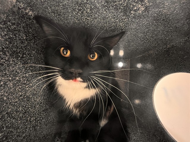 Shelter Stray Unknown Cat last seen Near BLOCK N ACADEMY BLVD, COLORADO SPRINGS CO 80909, 610 Abbot Ln, Colorado Springs, CO 80905, USA