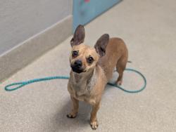 Shelter Stray Male Dog last seen Near BLOCK N MOJAVE RD, 655 N Mojave Rd, Las Vegas, NV 89101, USA