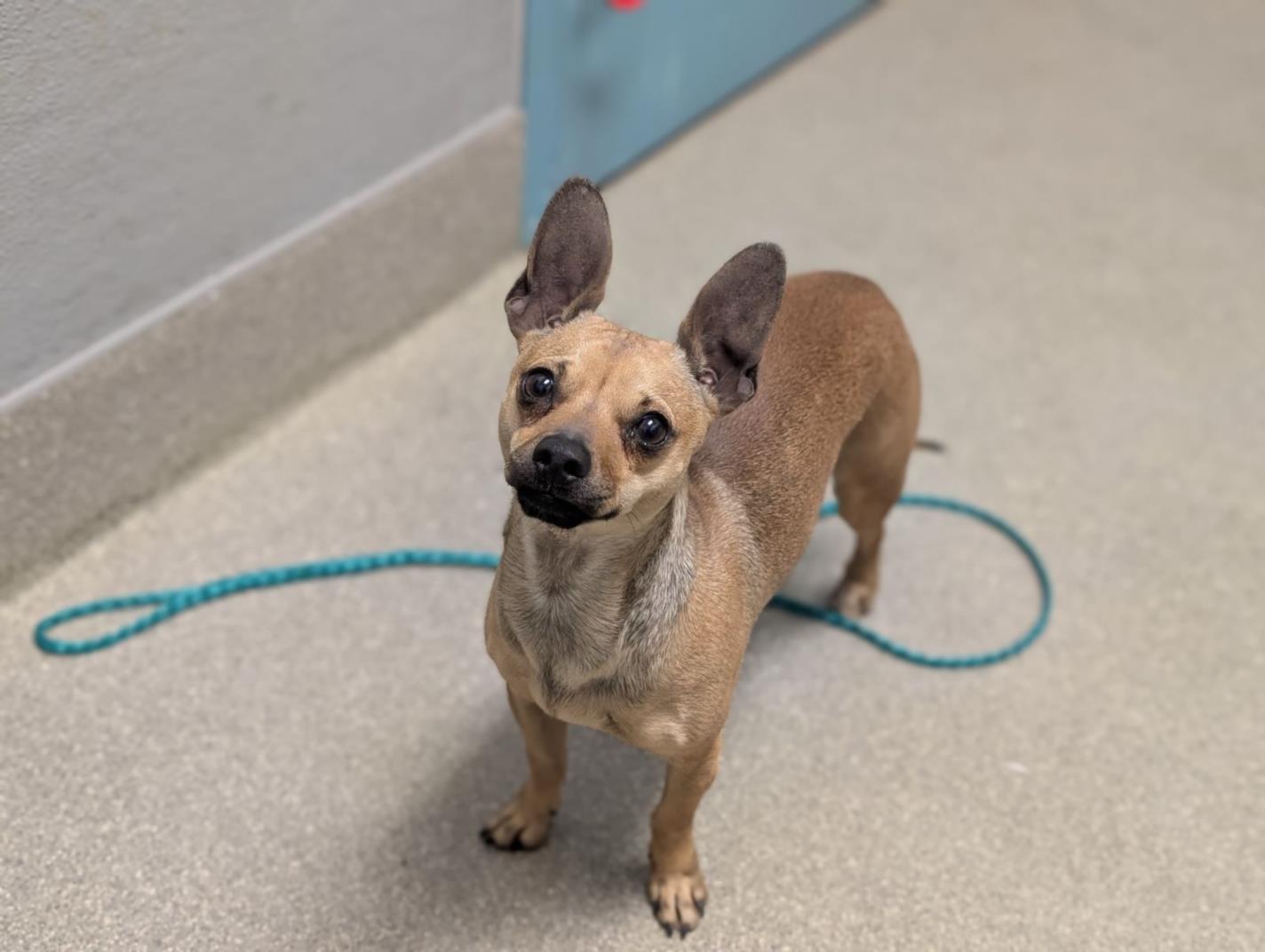 Shelter Stray Male Dog last seen Near BLOCK N MOJAVE RD, 655 N Mojave Rd, Las Vegas, NV 89101, USA