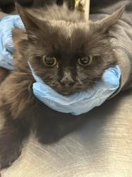 Shelter Stray Female Cat last seen Near BLOCK OF MOUNATIN VISTA ST, 655 N Mojave Rd, Las Vegas, NV 89101, USA