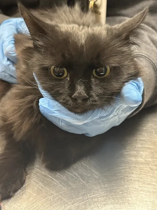 Shelter Stray Female Cat last seen Near BLOCK OF MOUNATIN VISTA ST, 655 N Mojave Rd, Las Vegas, NV 89101, USA
