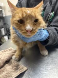 Shelter Stray Male Cat last seen Near BLK OF DOGWOOD AVE, 655 N Mojave Rd, Las Vegas, NV 89101, USA