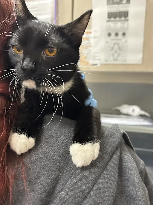 Shelter Stray Male Cat last seen Near BLK OF FERGUSON, 655 N Mojave Rd, Las Vegas, NV 89101, USA