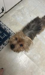 Lost Male Dog last seen Fields street n Jefferson Davis hwy dollar general, Camden, SC 29020
