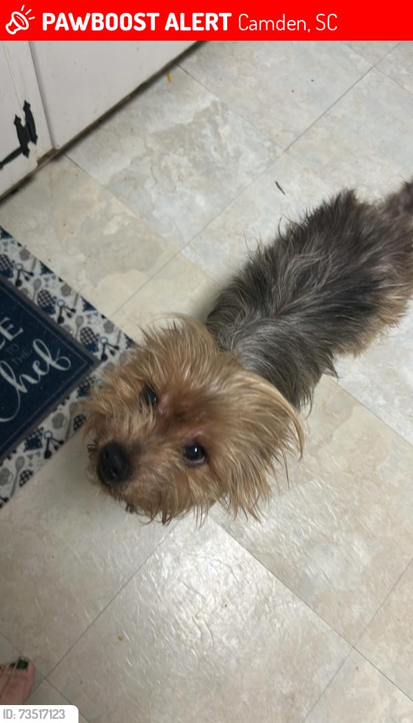 Lost Male Dog last seen Fields street n Jefferson Davis hwy dollar general, Camden, SC 29020