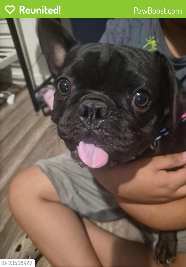 Reunited Male Dog last seen Nestle Ave and Gresham, Los Angeles, CA 91325