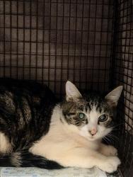 Shelter Stray Male Cat last seen , West Valley Animal Shelter, 20655 Plummer St, Chatsworth, CA 91311, USA