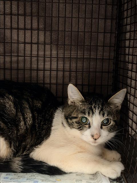 Shelter Stray Male Cat last seen , West Valley Animal Shelter, 20655 Plummer St, Chatsworth, CA 91311, USA