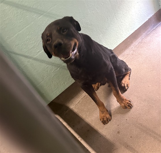 Shelter Stray Male Dog last seen , West Valley Animal Shelter, 20655 Plummer St, Chatsworth, CA 91311, USA