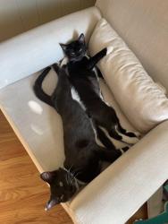 Reunited Female Cat last seen Near, Lynnwood, WA 98037