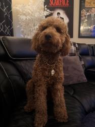 Reunited Male Dog last seen Grant/perry, Houston, TX 77070