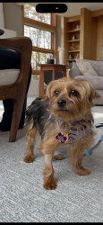 Reunited Female Dog last seen Myoma road, Adams Township, PA 16046