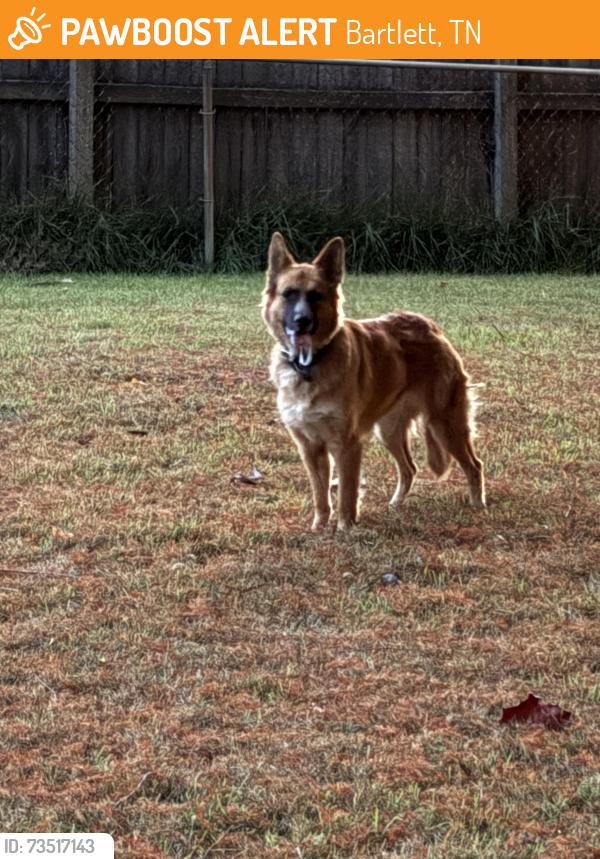 Found/Stray Female Dog last seen Mary Elizabeth Dr and Elmore Park Rd, Bartlett, TN 38134