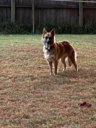 Found/Stray Female Dog last seen Mary Elizabeth Dr and Elmore Park Rd, Bartlett, TN 38134