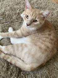 Reunited Male Cat last seen 51st and Malcolm, Philadelphia, PA 19143