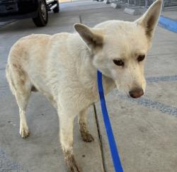 Shelter Stray Female Dog last seen Near BLOCK S O ST, BAKERSFIELD CA 93304, 3951 Fruitvale Ave, Bakersfield, CA 93308, USA