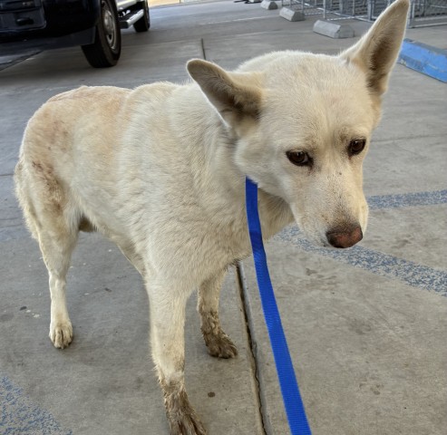 Shelter Stray Female Dog last seen Near BLOCK S O ST, BAKERSFIELD CA 93304, 3951 Fruitvale Ave, Bakersfield, CA 93308, USA