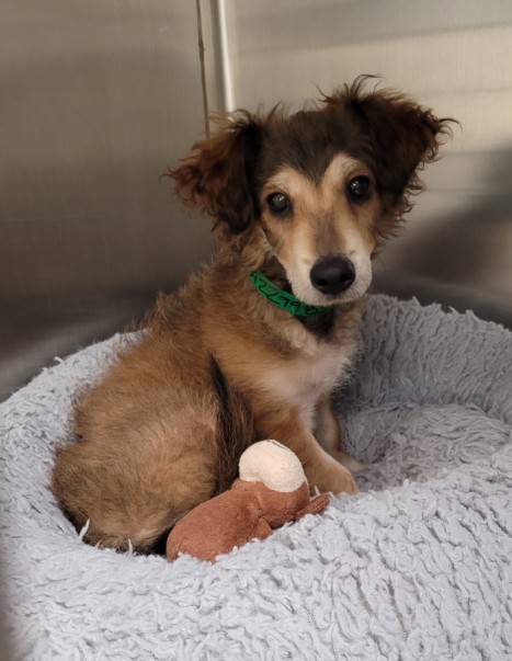 Shelter Stray Male Dog last seen , 1850 W 60th St, Los Angeles, CA 90047, USA