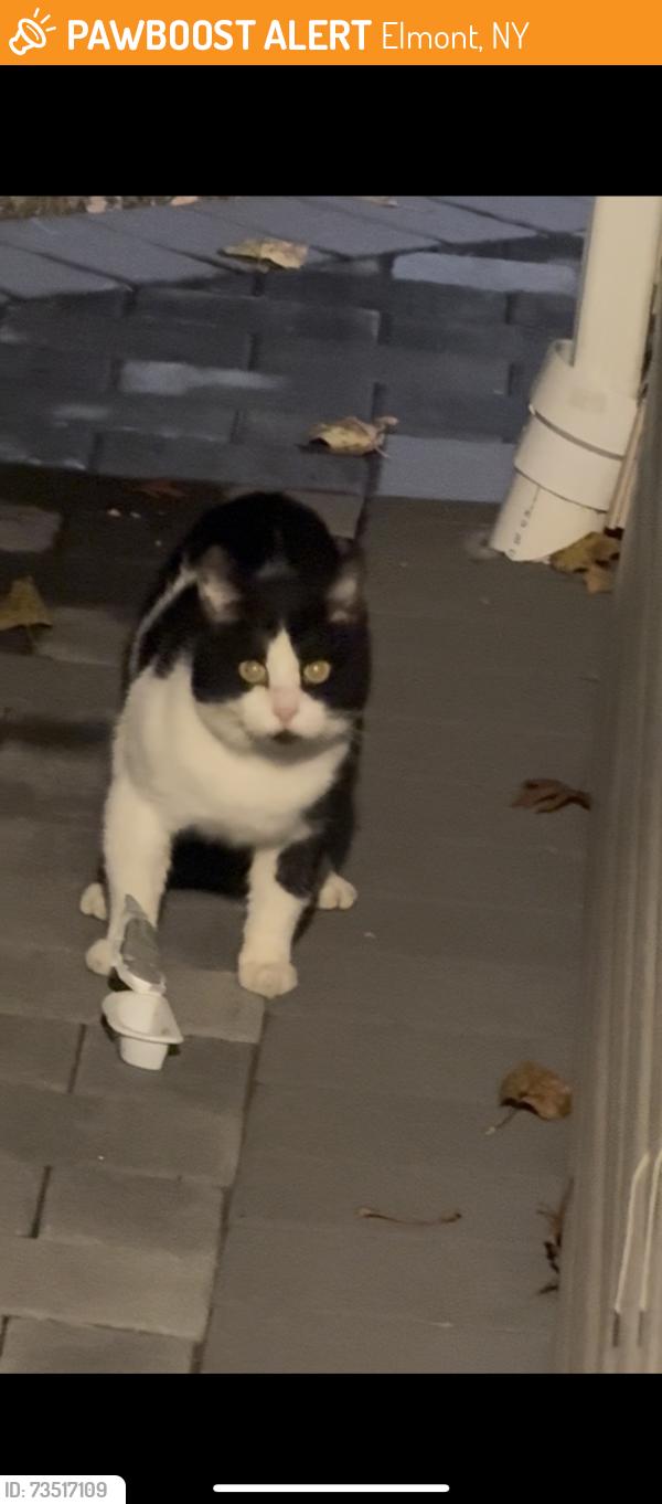 Found/Stray Unknown Cat last seen Between Doblin Ave & Lorentz St, Elmont, NY 11003