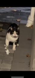 Found/Stray Unknown Cat last seen Between Doblin Ave & Lorentz St, Elmont, NY 11003