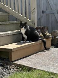 Lost Female Cat last seen Woodland Crescent and North Street West, Tillsonburg, ON N4G 4G6