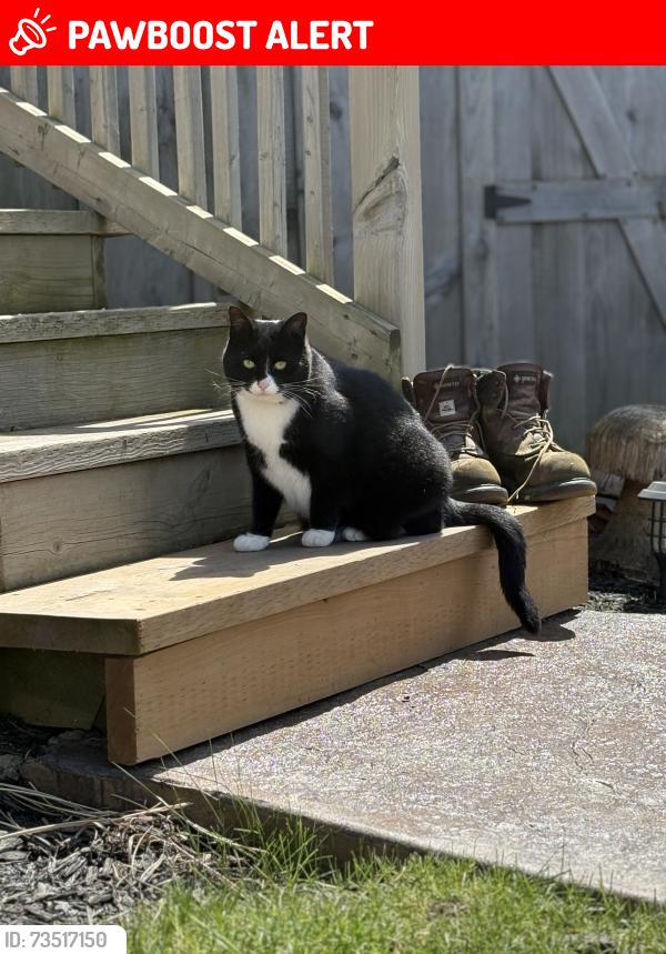 Lost Female Cat last seen Woodland Crescent and North Street West, Tillsonburg, ON N4G 4G6