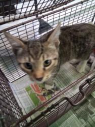 Shelter Stray Male Cat last seen , 1850 W 60th St, Los Angeles, CA 90047, USA
