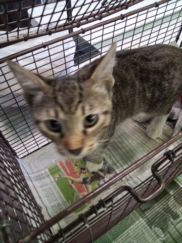 Shelter Stray Male Cat last seen , 1850 W 60th St, Los Angeles, CA 90047, USA