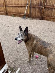 Lost Male Dog last seen Knox drive, Pueblo West, CO 81007