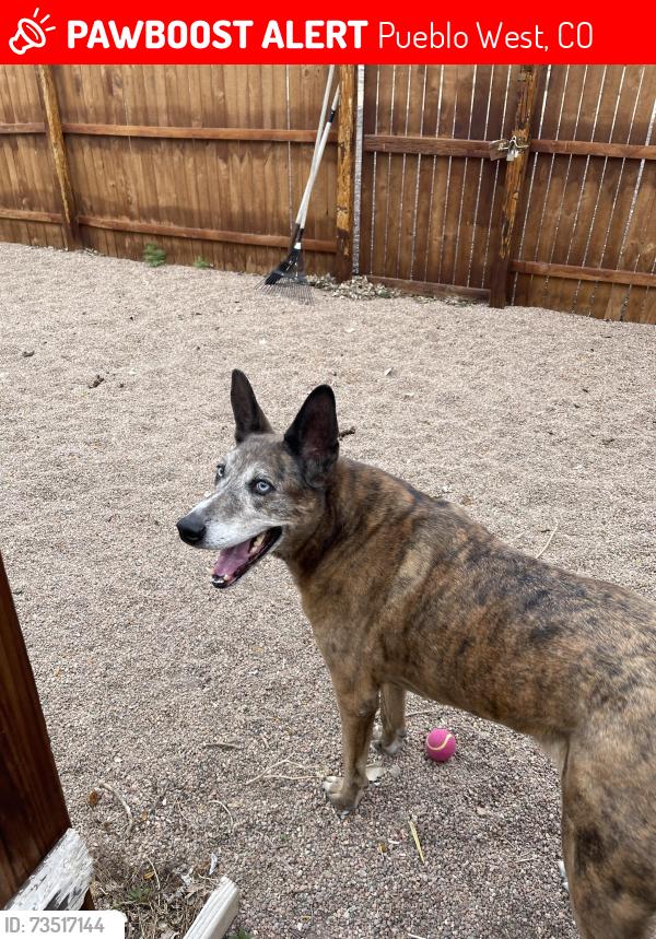 Lost Male Dog last seen Knox drive, Pueblo West, CO 81007