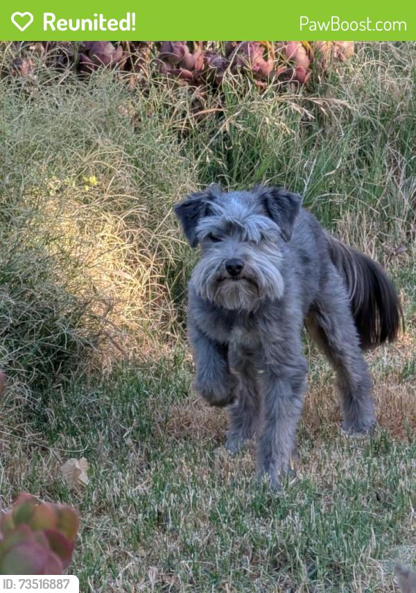 Reunited Male Dog last seen Gold Coast, Fairfield, CA 94533