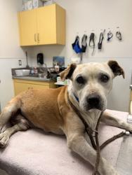 Shelter Stray Male Dog last seen , 1850 W 60th St, Los Angeles, CA 90047, USA