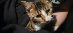 Found/Stray Female Cat last seen Morrow Rd, New Hanover County, NC 28412