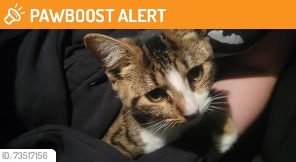 Found/Stray Female Cat last seen Morrow Rd, New Hanover County, NC 28412