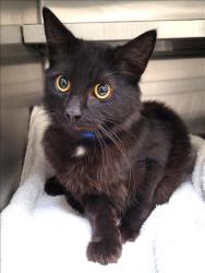 Shelter Stray Male Cat last seen , 1850 W 60th St, Los Angeles, CA 90047, USA