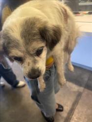 Shelter Stray Male Dog last seen , 1850 W 60th St, Los Angeles, CA 90047, USA