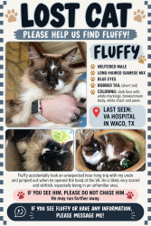 Lost Male Cat last seen VA hosp, Waco, TX 76711