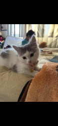 Reunited Female Cat last seen Gresham st & Independence ave, Los Angeles, CA 91304