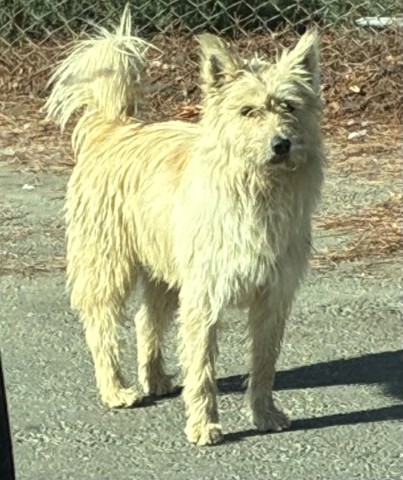 Shelter Stray Male Dog last seen Near BLOCK S O ST, BAKERSFIELD CA 93304, 3951 Fruitvale Ave, Bakersfield, CA 93308, USA