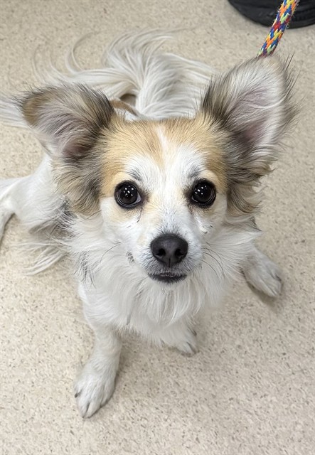 Shelter Stray Male Dog last seen 104/WASHINGTON, 12155 Park Blvd, Brighton, CO 80601, USA