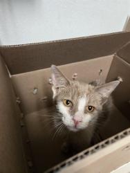 Shelter Stray Female Cat last seen Near BLOCK FLOWER ST, BAKERSFIELD CA 93305, 3951 Fruitvale Ave, Bakersfield, CA 93308, USA