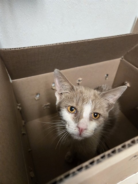 Shelter Stray Female Cat last seen Near BLOCK FLOWER ST, BAKERSFIELD CA 93305, 3951 Fruitvale Ave, Bakersfield, CA 93308, USA