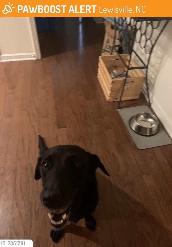 Found/Stray Female Dog last seen Woodside Forest Trail, Lewisville, NC 27023