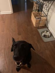 Found/Stray Female Dog last seen Woodside Forest Trail, Lewisville, NC 27023