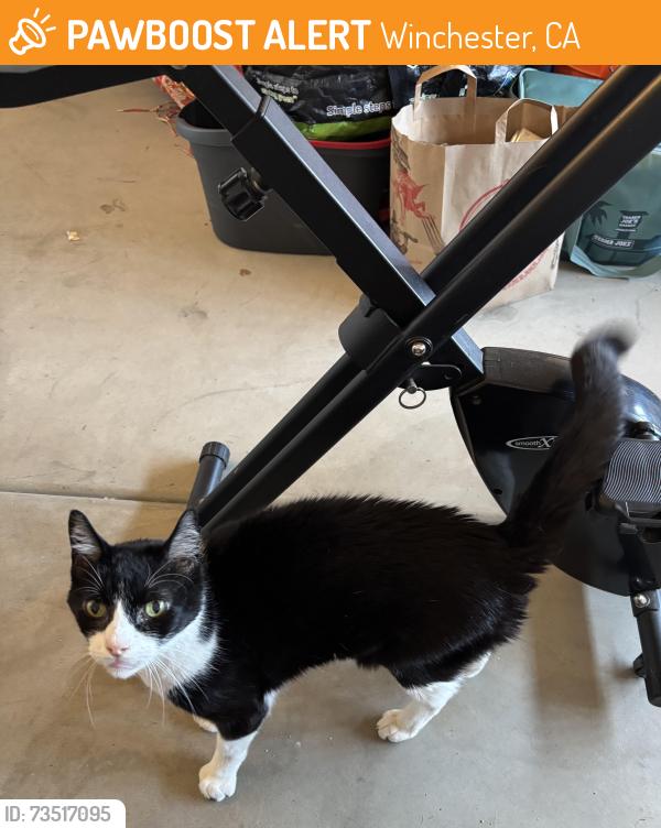 Found/Stray Female Cat last seen Near Lacrosse Ln, Winchester, CA 92596