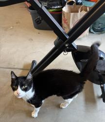 Found/Stray Female Cat last seen Near Lacrosse Ln, Winchester, CA 92596