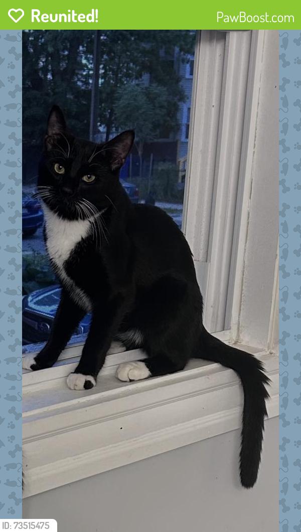 Reunited Male Cat last seen Near Vinson St, Boston, MA 02124, USA, Boston, MA 02124